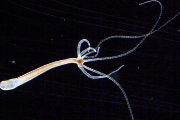 Кракен даркнет текст